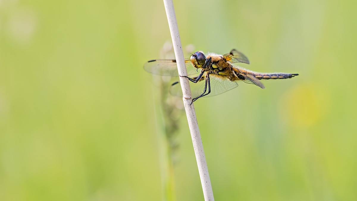compLibelle,4-Fleck31.5.2017FägswilDSC_1428Pano16zu9-86%.jpg