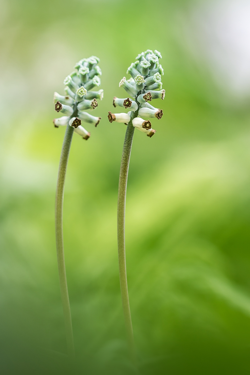 Muscari racemosum 1953-1; Asparagaceae (5).jpg