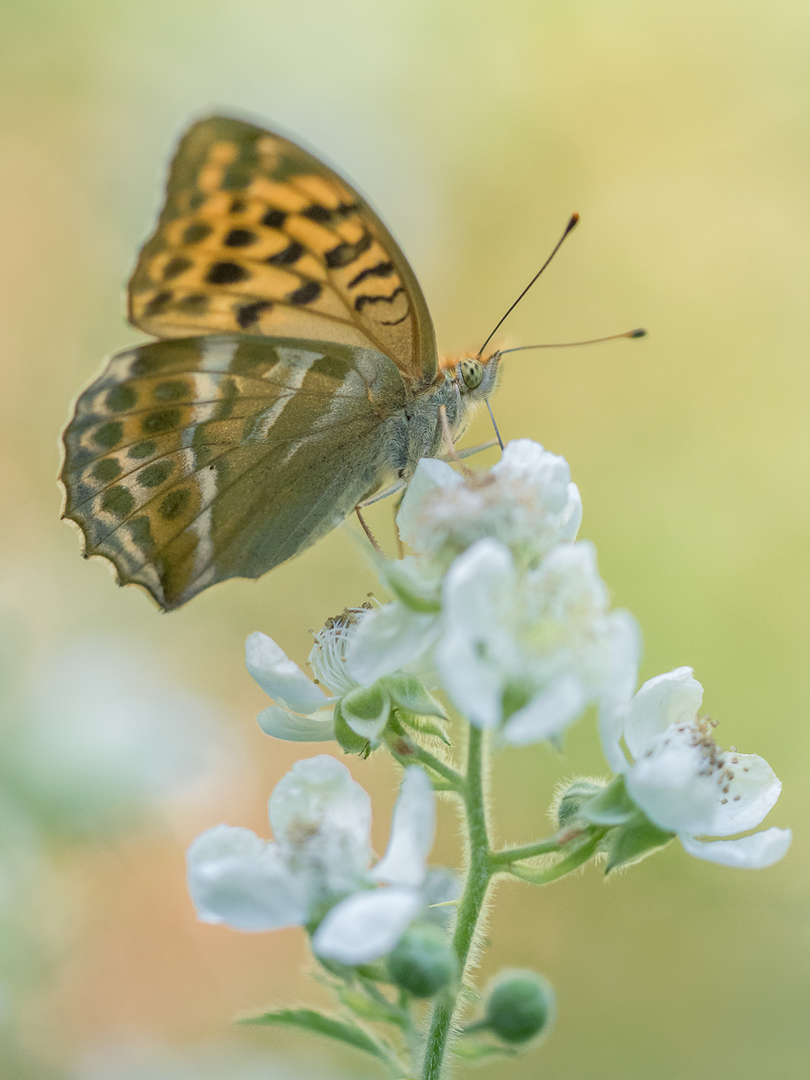 Kaisermantel-(Argynnis paphia).JPG