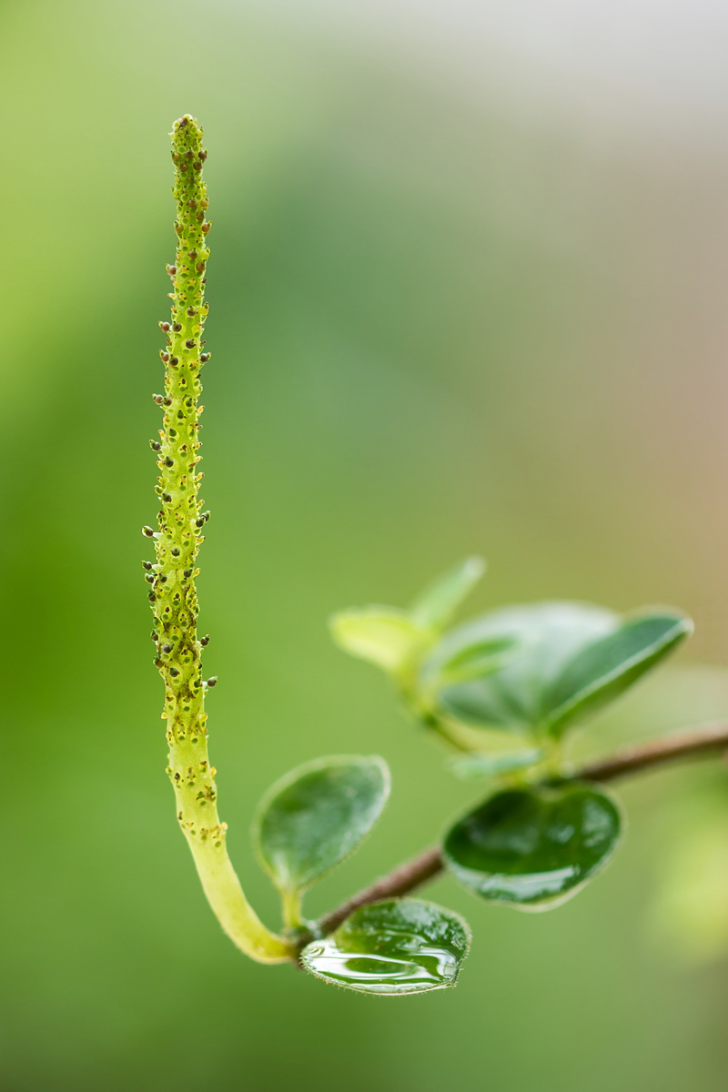 Peperomia corcovadensis 3041-1; Piperaceae (1).jpg