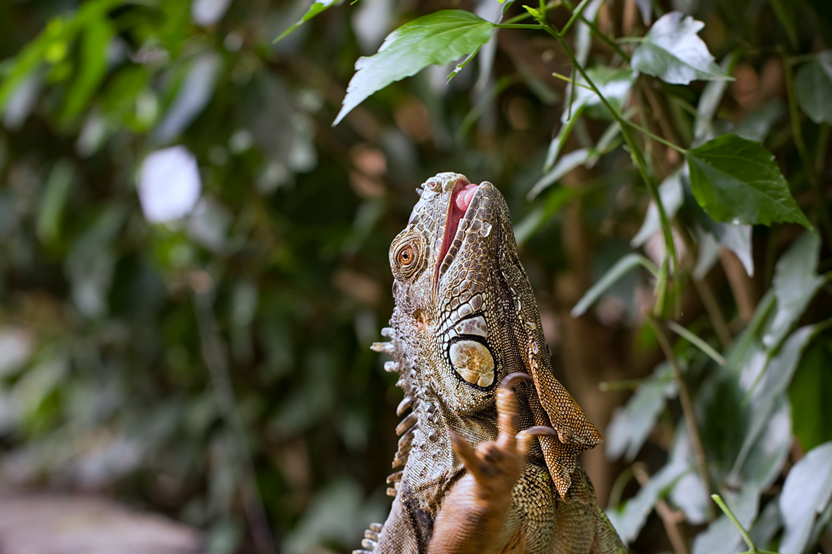 IMG_1305_3.2_1.60_200_Leguan_Sayn.jpg