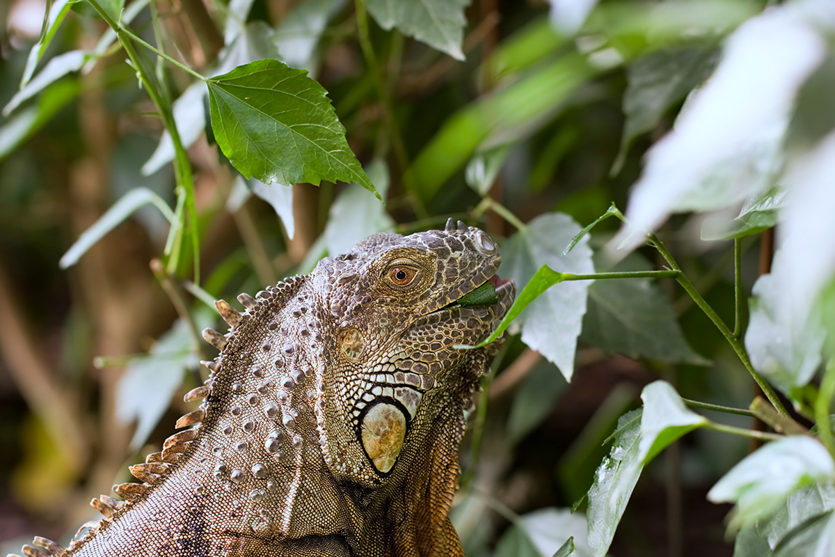 IMG_1311_3.2_1.30_200_Leguan_Sayn.jpg