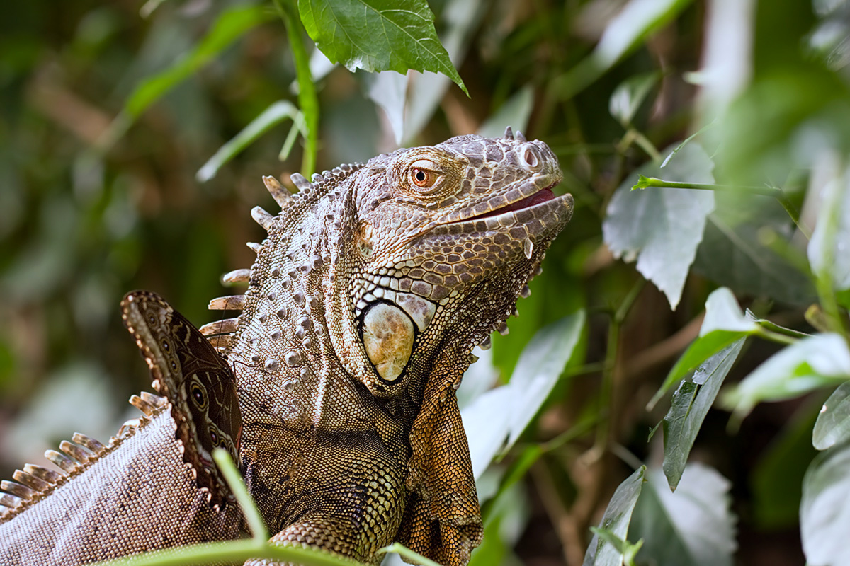 IMG_1316_3.2_1.30_200_Leguan_Sayn.jpg