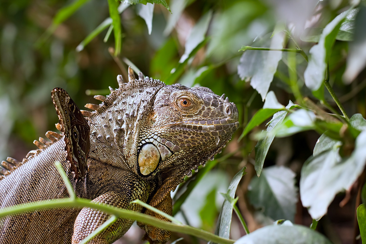 IMG_1322_3.2_1.30_200_Leguan_Sayn.jpg