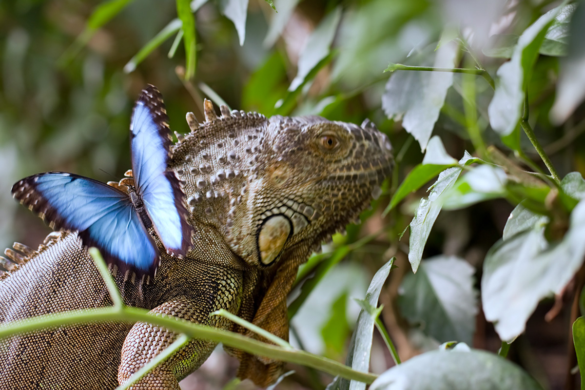 IMG_1323_3.2_1.30_200_Leguan_Sayn.jpg