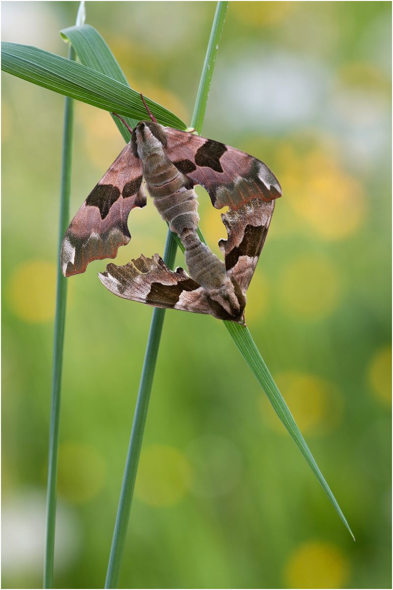 3003 - Mimas tiliae - Lindenschwärmer.jpg