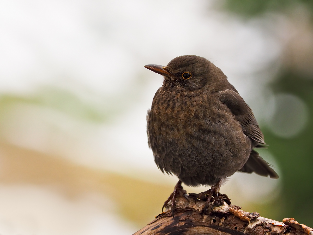 Amsel-EG254328---Kopie.jpg