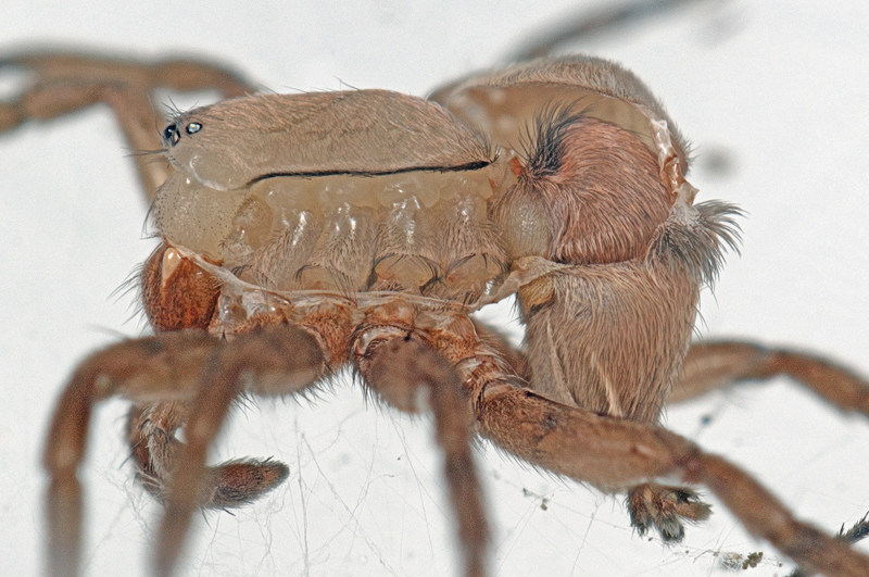 Drassodes sp..jpg