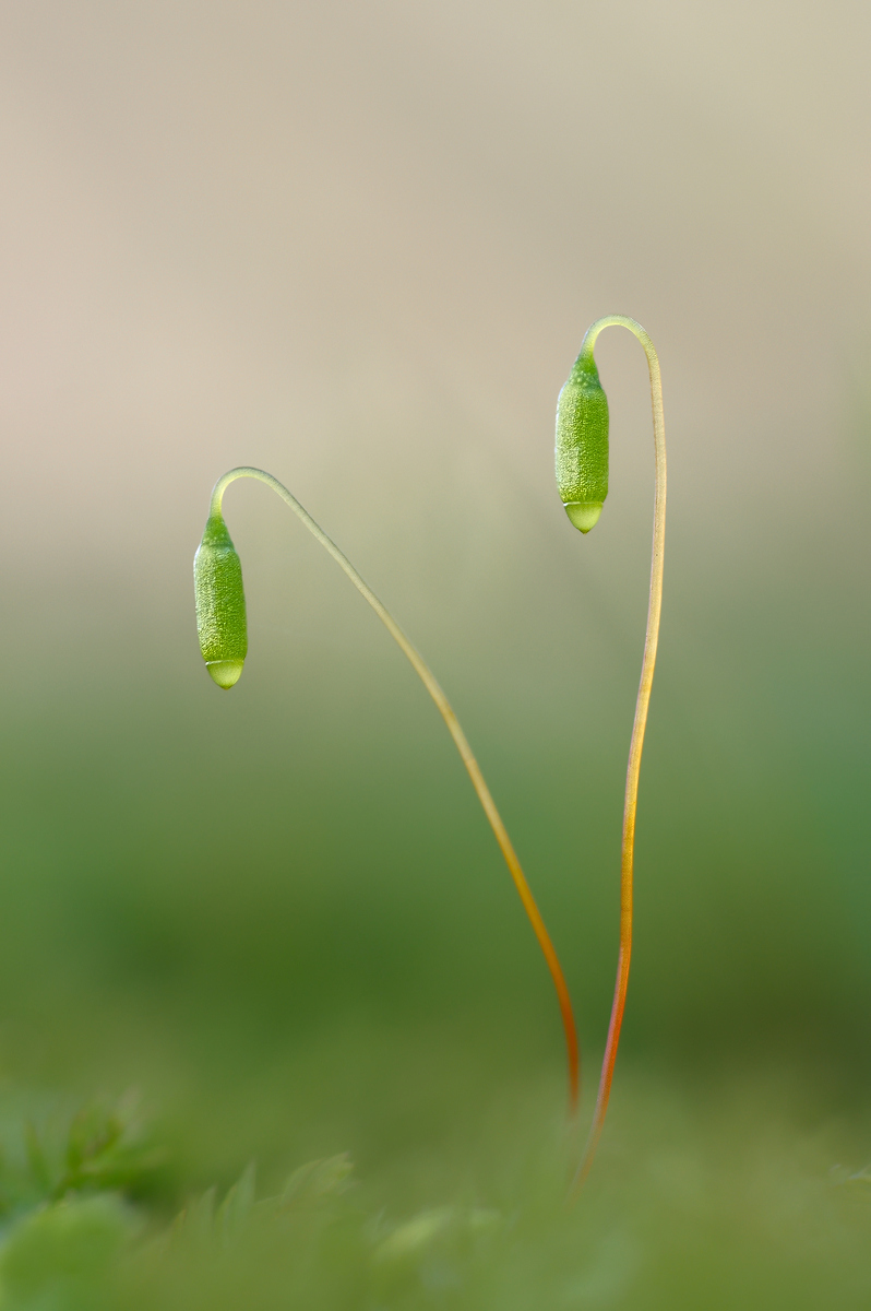 Bryum-Mnium_upload.jpg