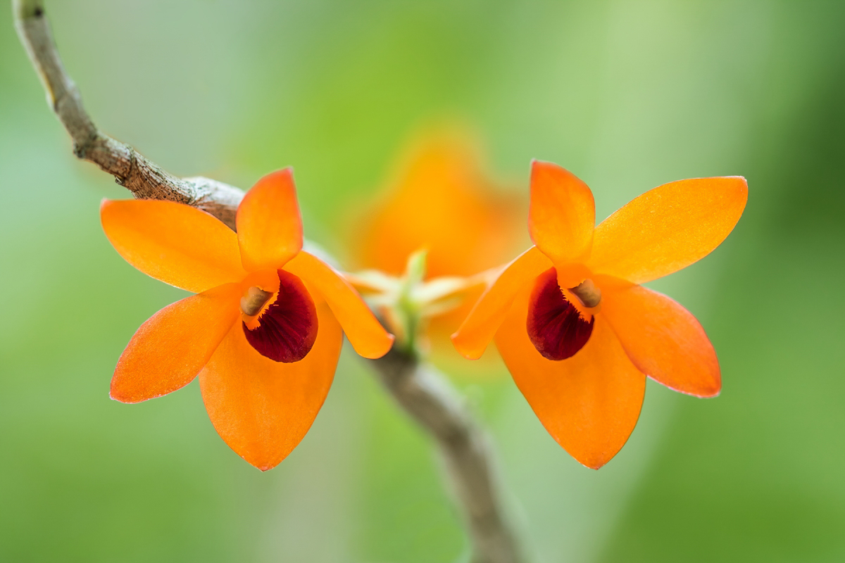 Dendrobium mohlianum 5775-1; Orchidaceae (1)-2.jpg