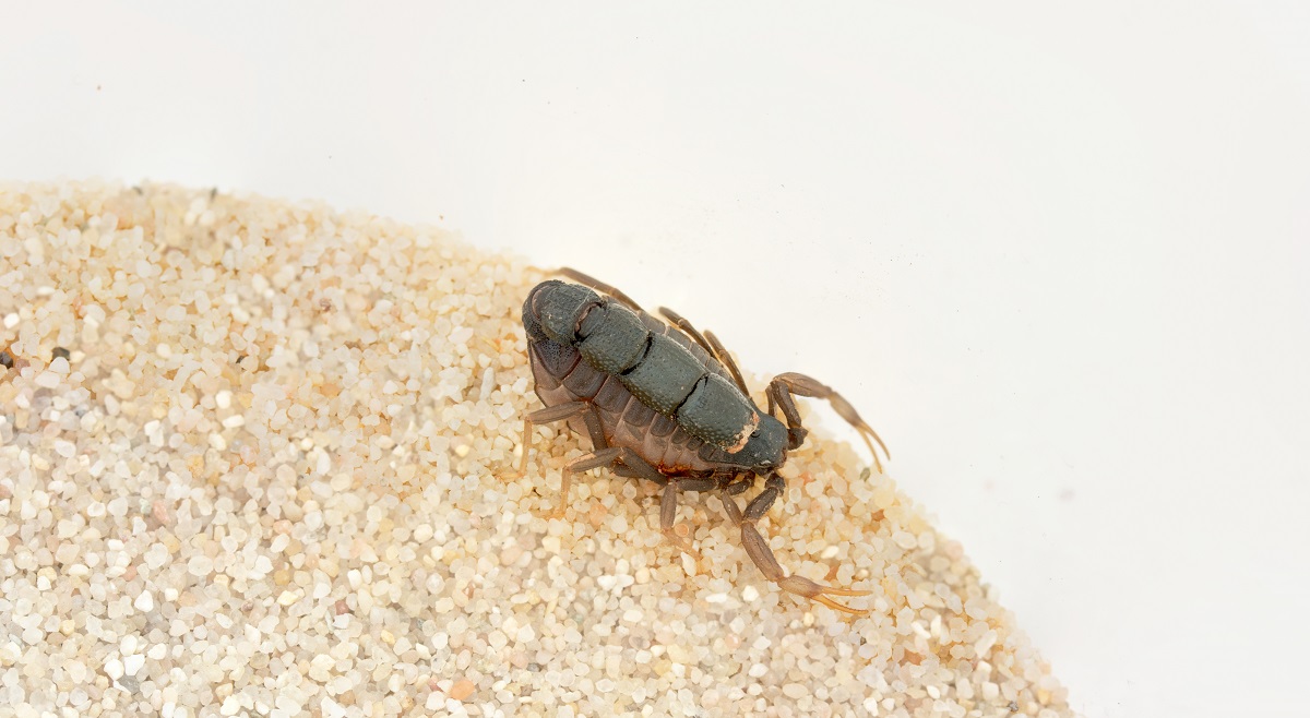 Orthochirus Seite (2).jpg