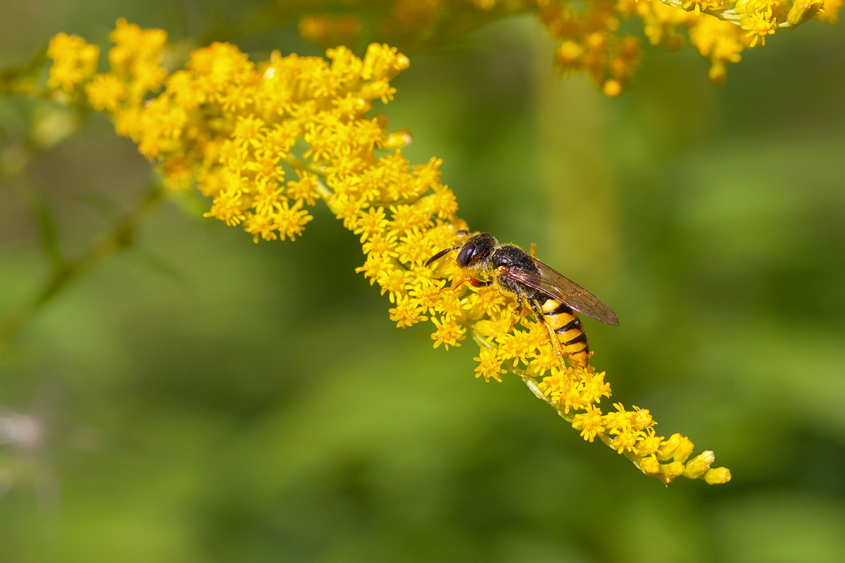 1 Philanthus-triangulum Bienenwolf nimmt Nektar auf.jpg