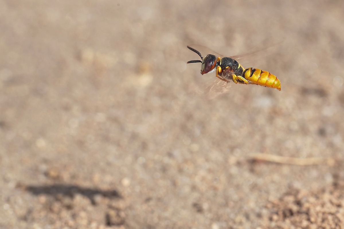 2 Philanthus triangulum - Bienenwolf im Schwirrflug.jpg