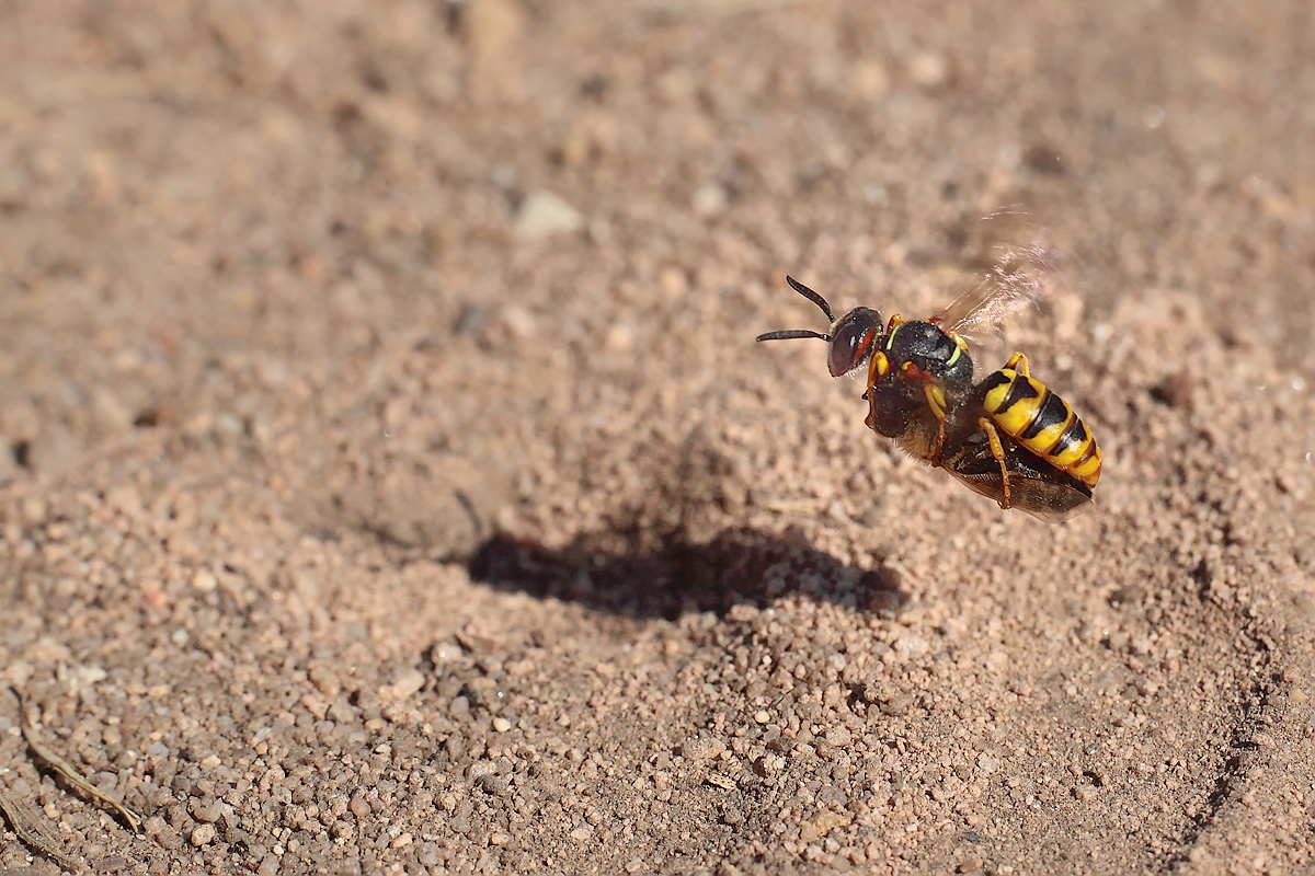 3 Philanthus triangulum - Bienenwolf mit Honigbiene.jpg