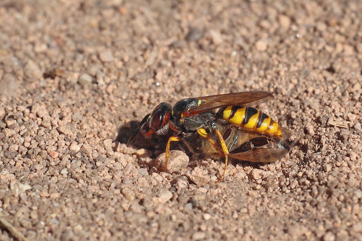 5 Philanthus triangulum - Bienenwolf am Nesteingang.jpg