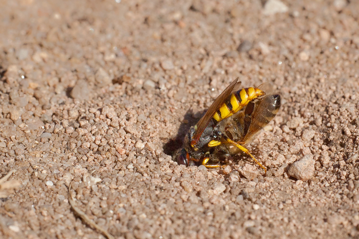 6 Philanthus triangulum - Bienenwolf verschwindet im Nest.jpg