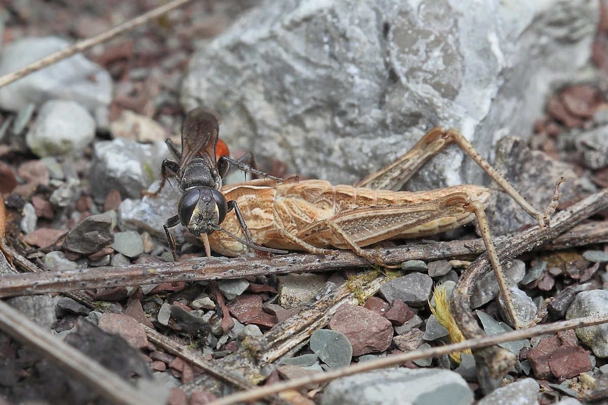 7 Tachysphex-cf pompiliformis-ergreift Beute.jpg