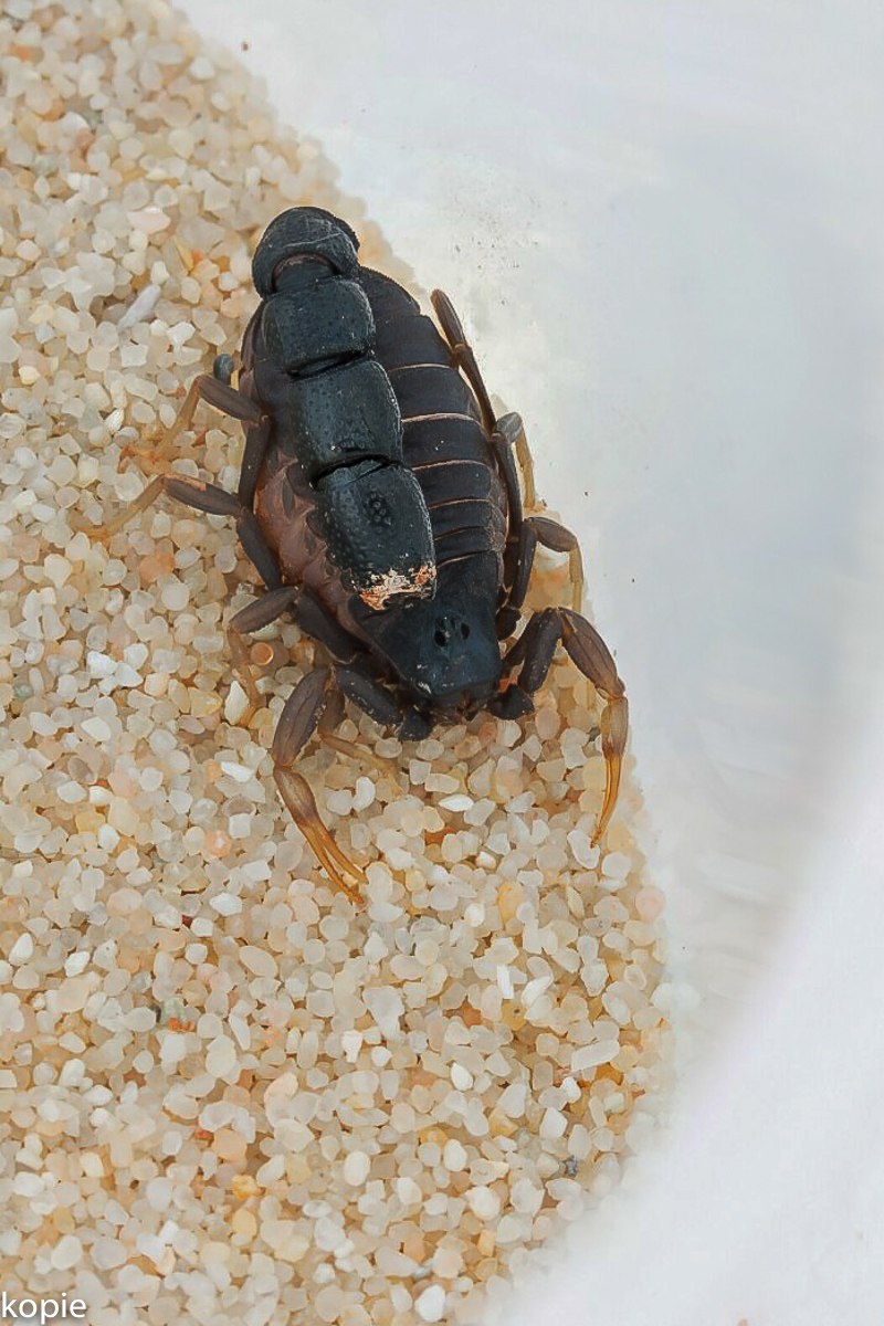 Skorpion-1200.jpg