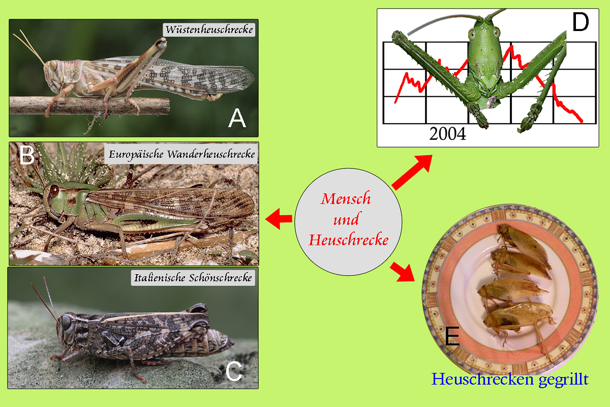 2-Heuschrecke-und-Mensch.jpg