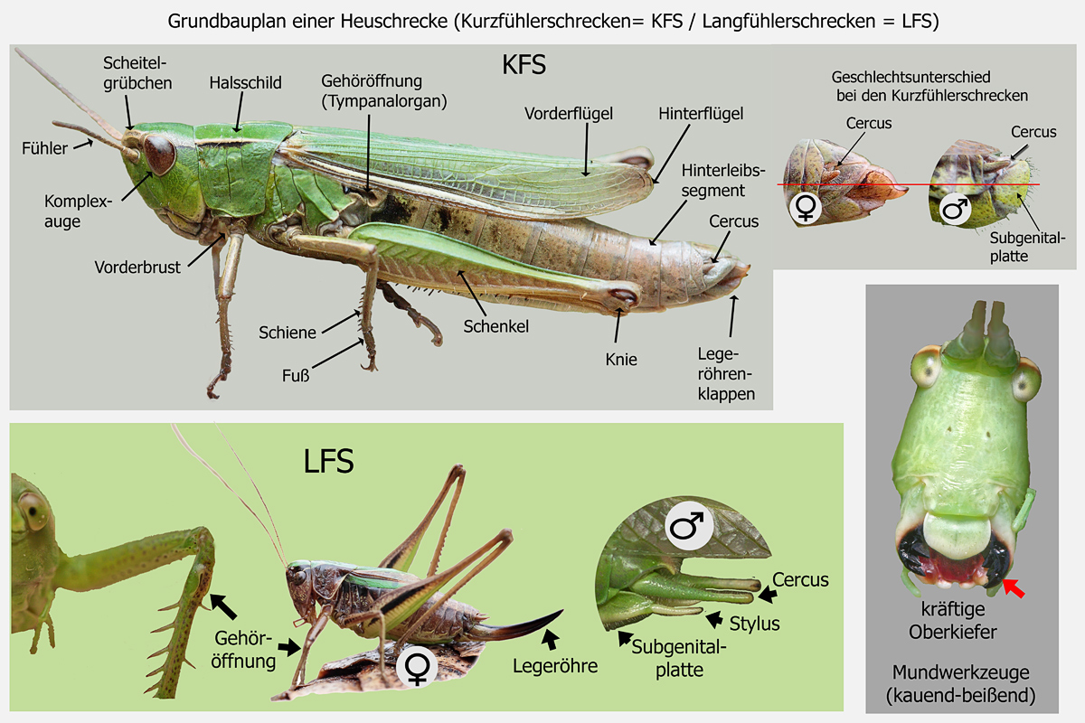 6-Grundbauplan-Lang-und-Kur.jpg