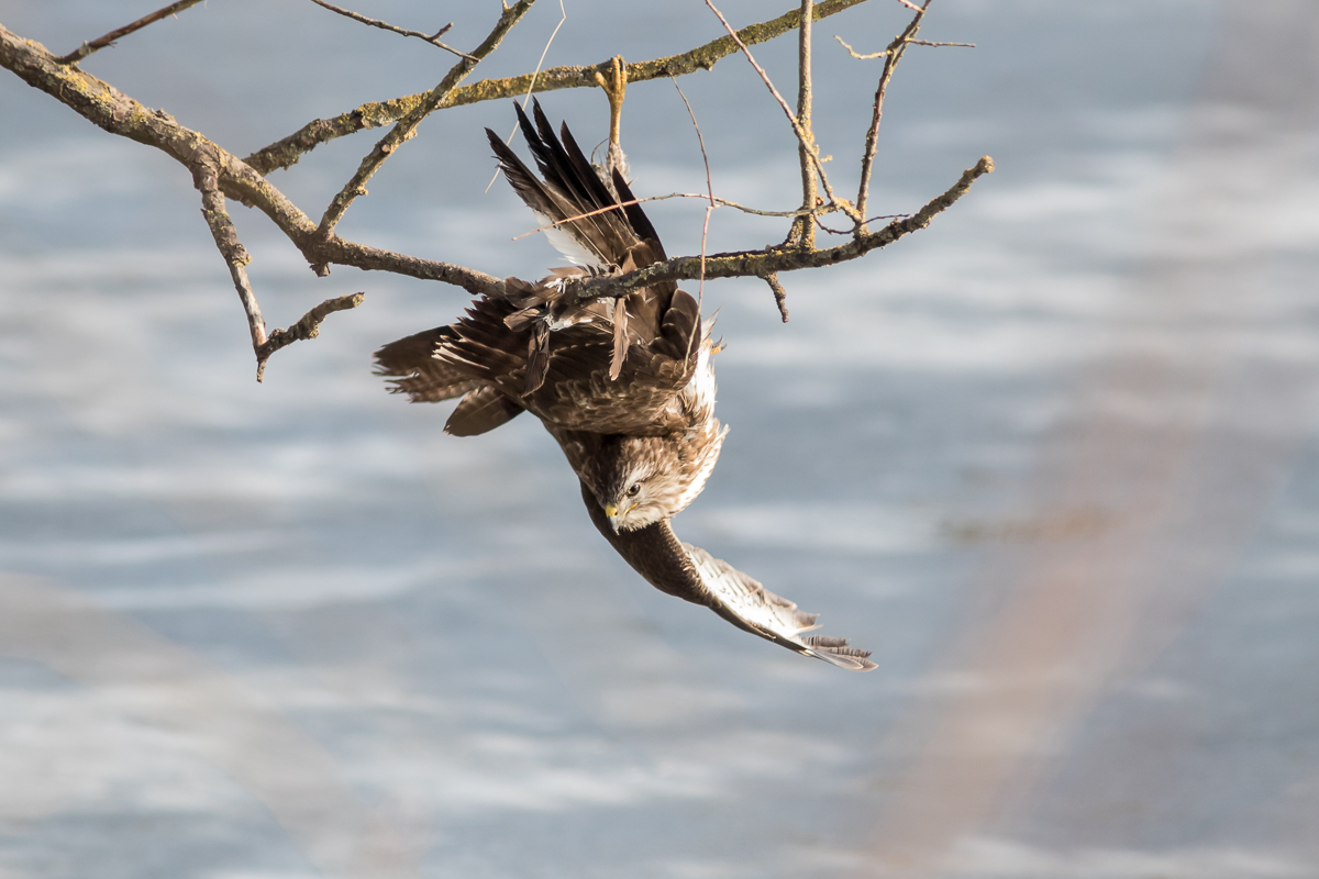 IMG_4195_Mäusebussard_Beschnitt5%5%_.jpg