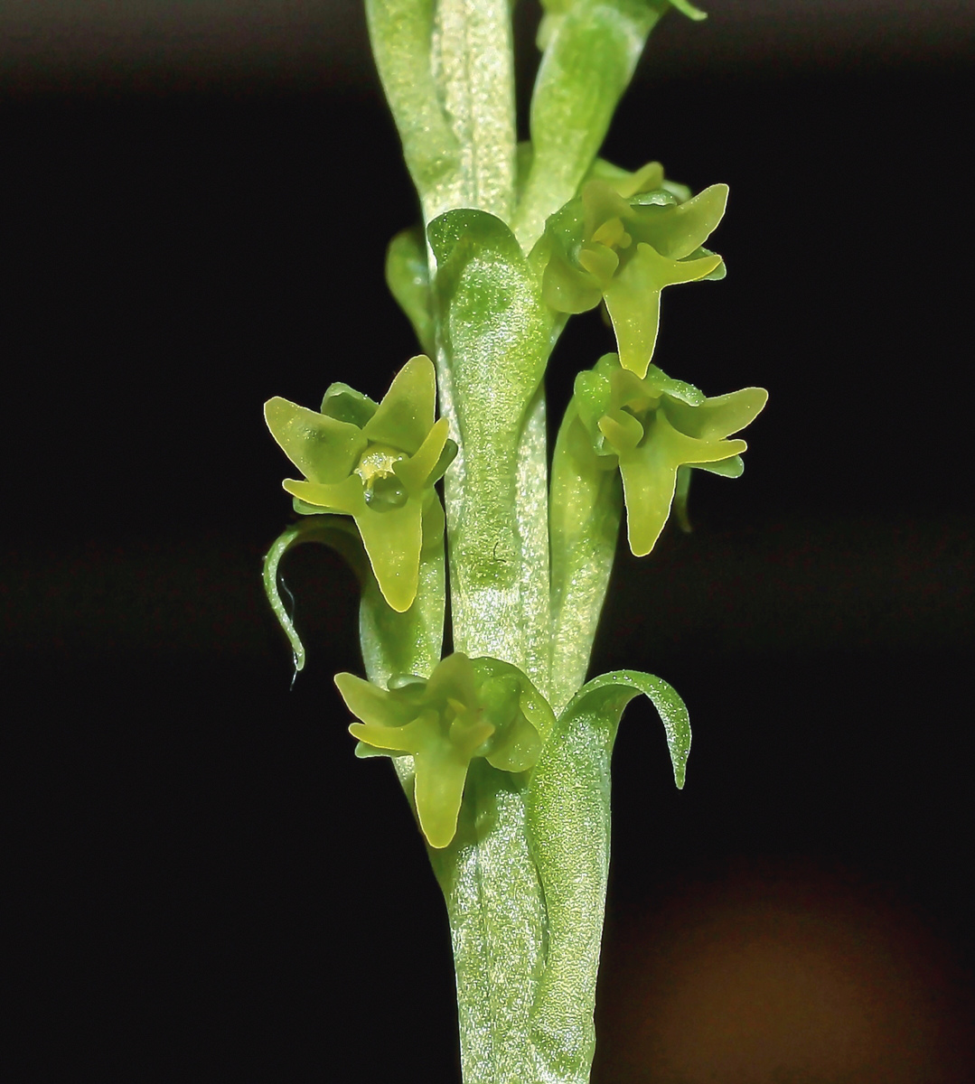 Gennaria diphylla 3468-002-1.jpg
