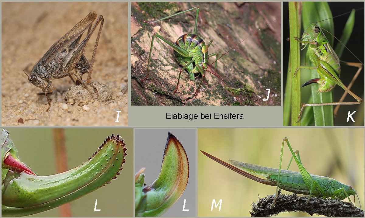 3-Ensifera-Eiablage.jpg