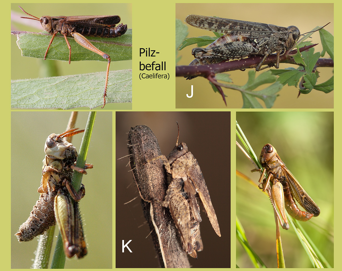 9-pilz-entomophaga-gryllii.jpg