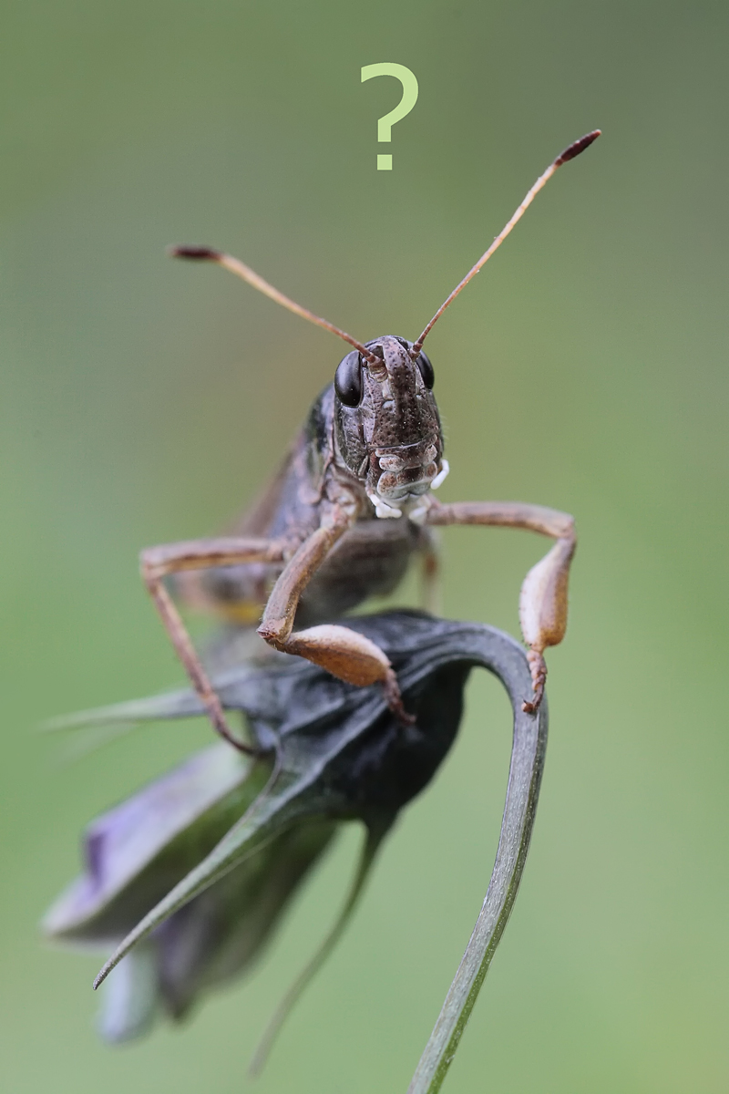 12-Gomphocerus-sibiricus-Aussicht.jpg