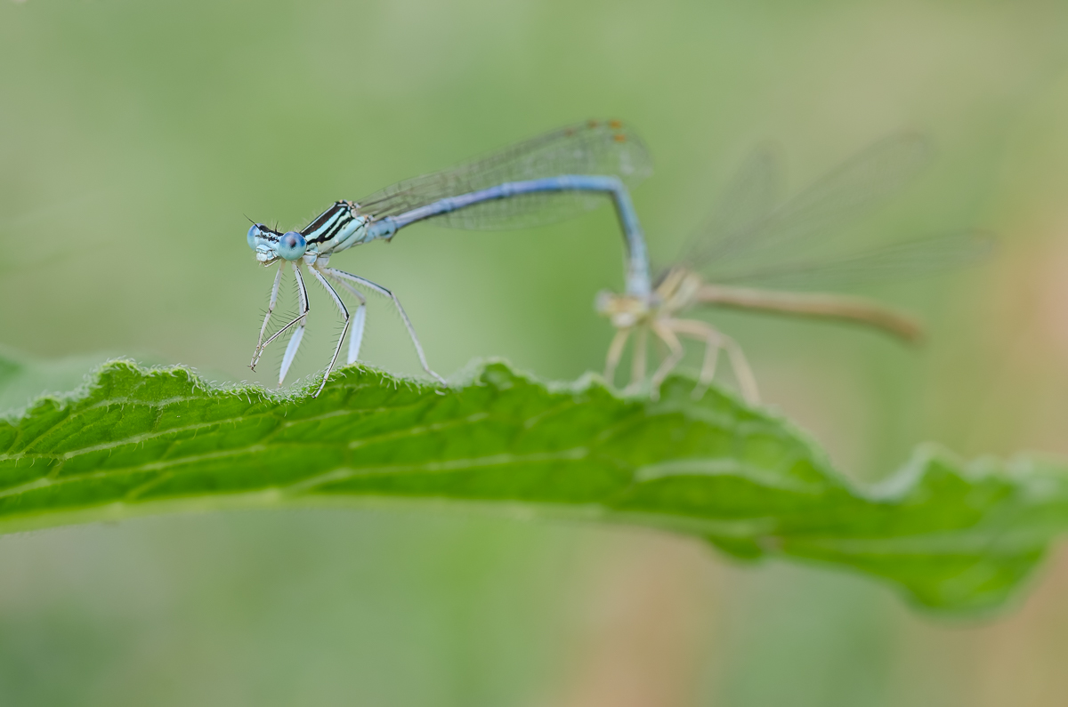 Blaue_Federlibelle-Paarung.jpg