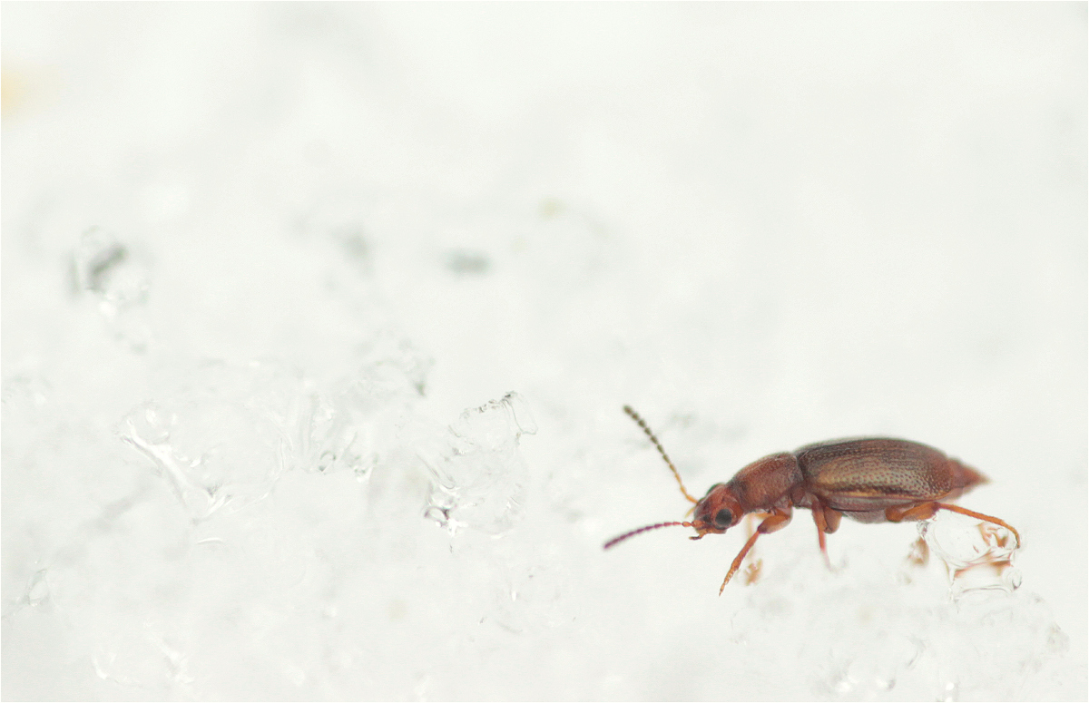 Anthobium04makro.jpg