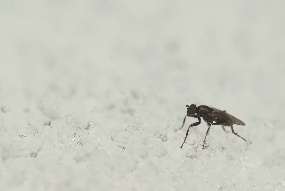 fliege01makro.jpg
