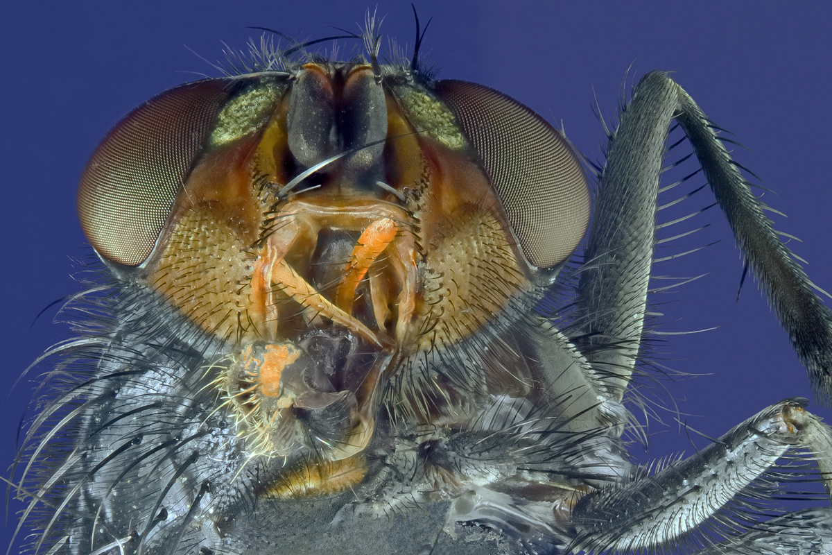 Fliege_Canon_50revers.jpg