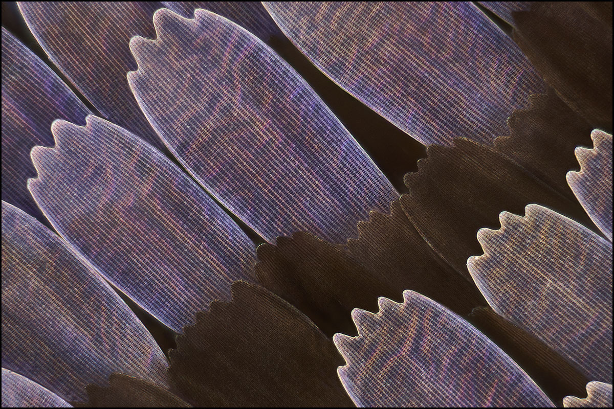 80x-Junonia spec-1200.jpg