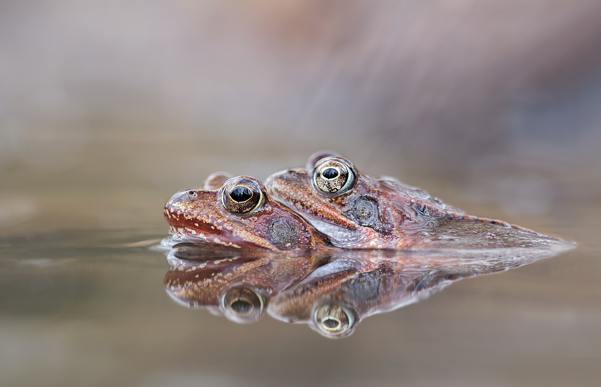 Grasfroschpaar Kopie.jpg