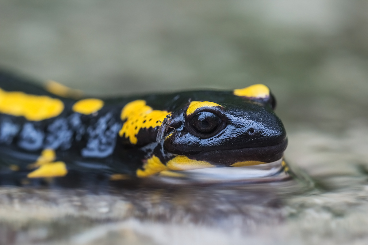 salamander-IMG_0921.jpg