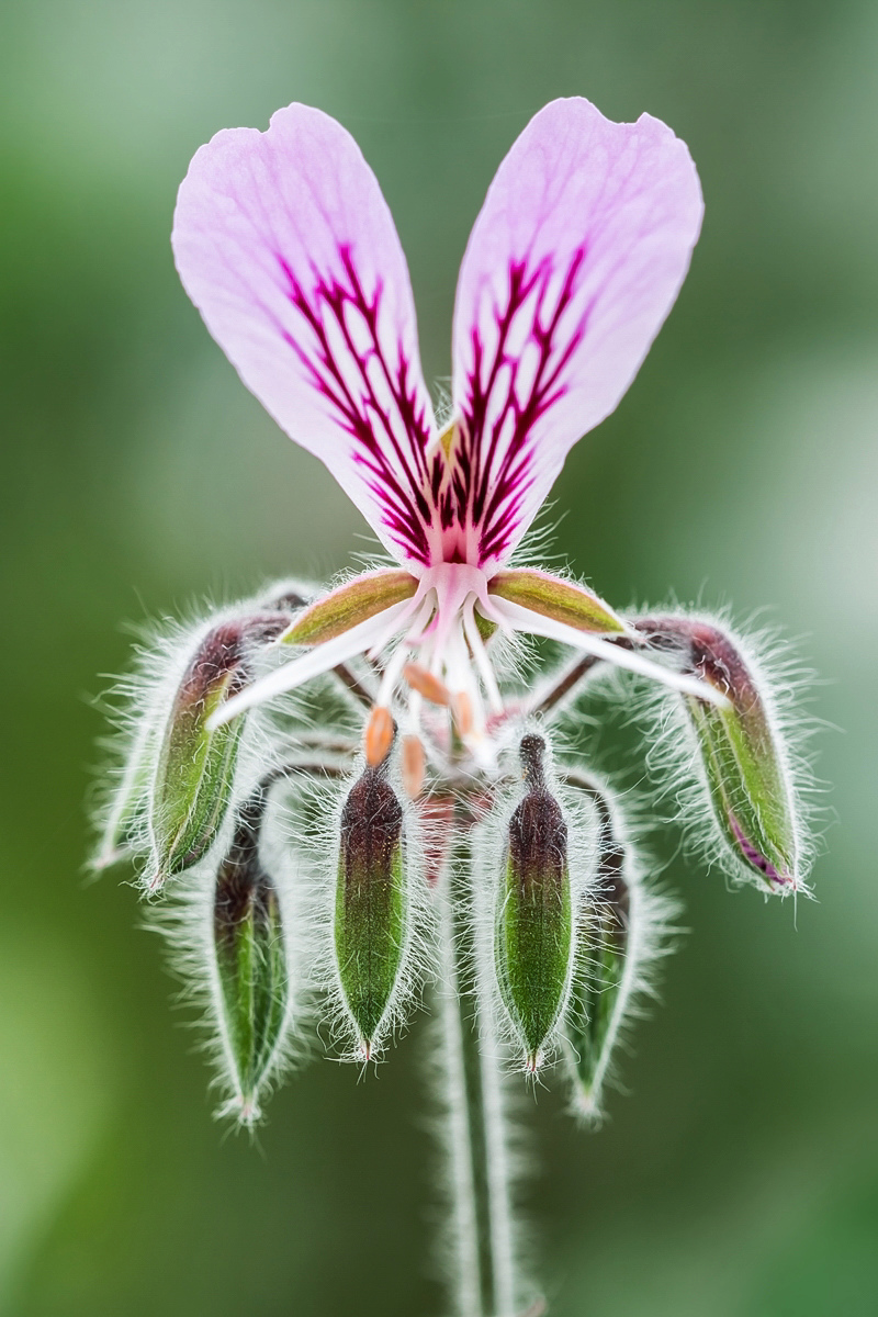 Pelargonium cordifolium 5501-1; Geraniaceae (2).jpg