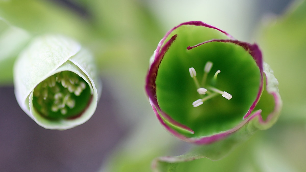 helleborus.JPG
