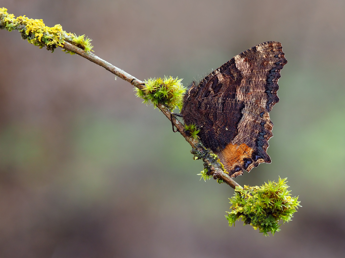 Nymphalis-polychloros-oog14936---Kopie.jpg