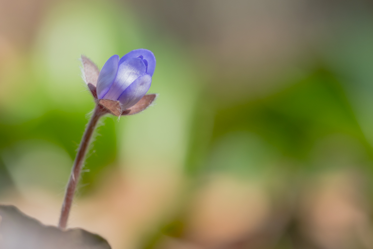 Leberblümchen-3170017.JPG