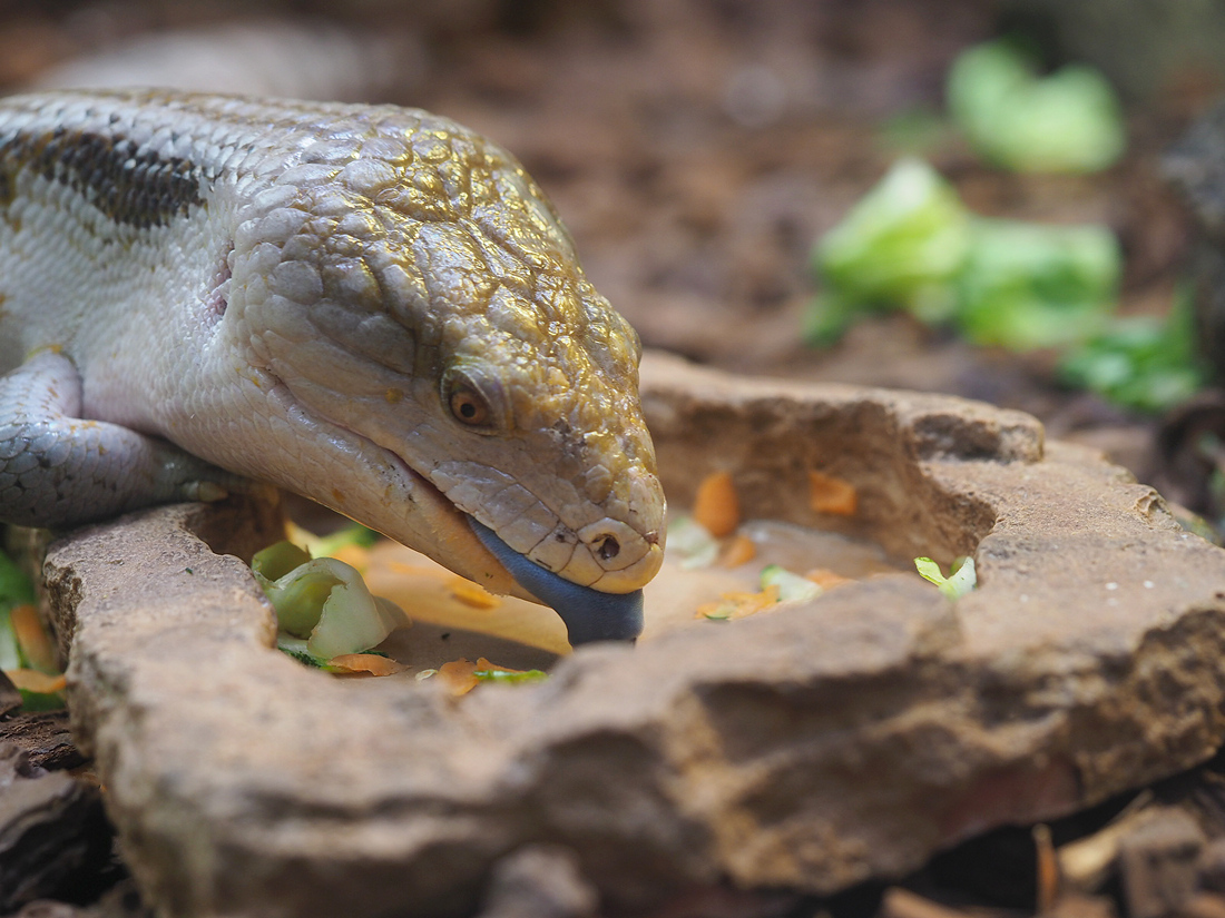 skink.1jpg.jpg