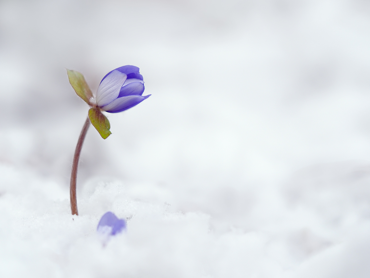 Hepatica-nobilis-OOG86009---Kopie.jpg