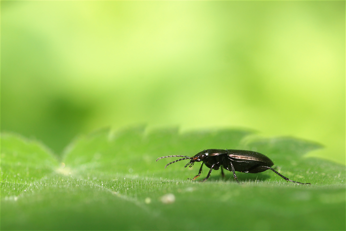 Poecilus cupreus fullmakro.jpg