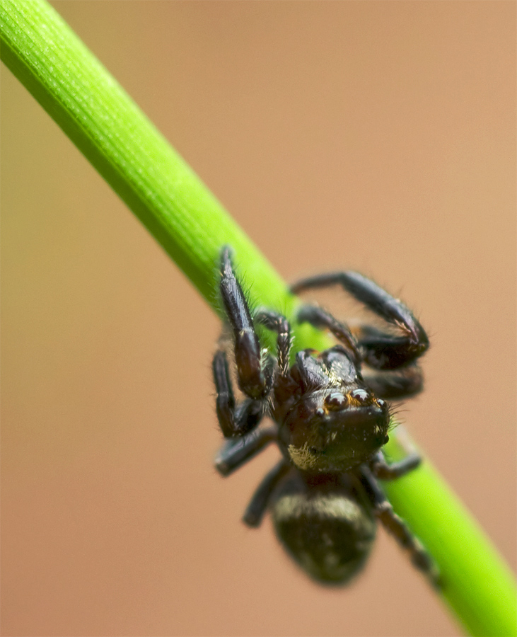 Springspinne2.jpg