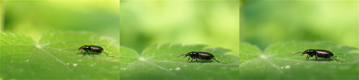 Poecilus cupreus panoramamakro.jpg