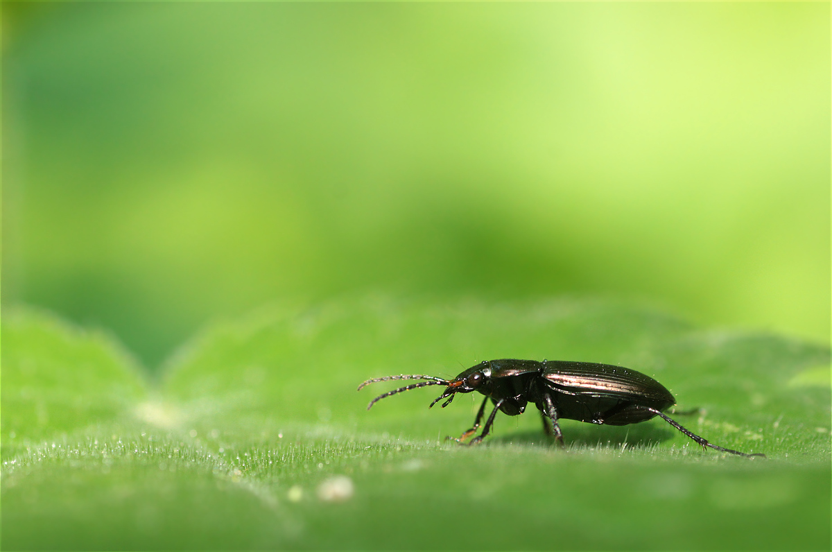 Poecilus cupreus 49163259makro.jpg