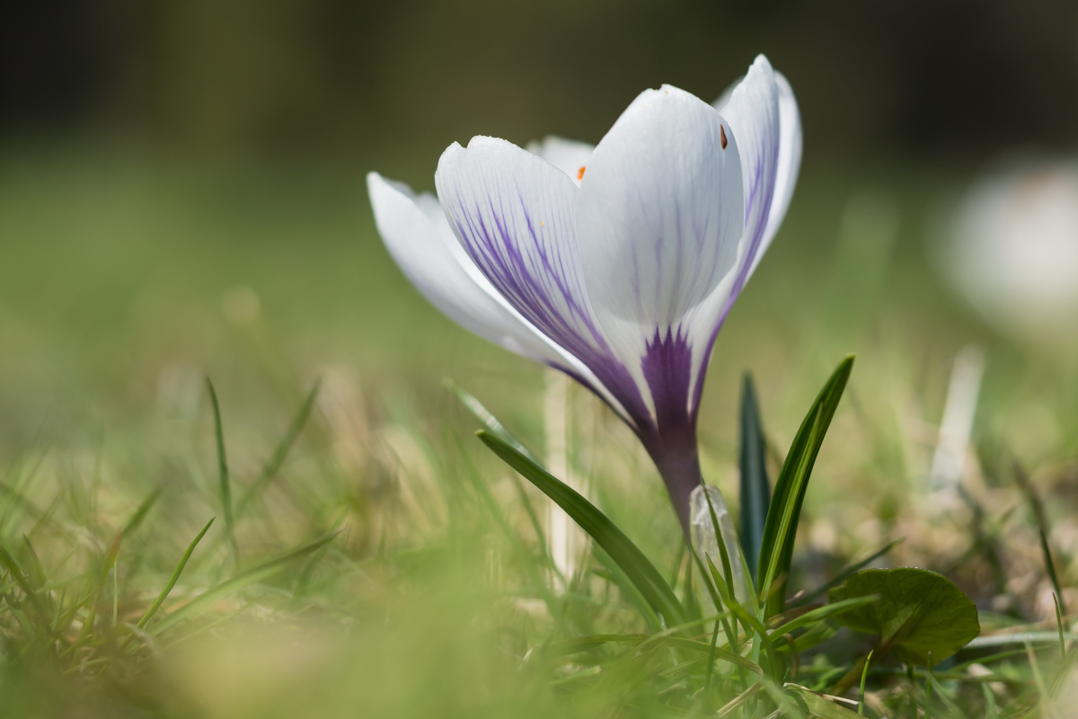 Krokus-3250078.JPG