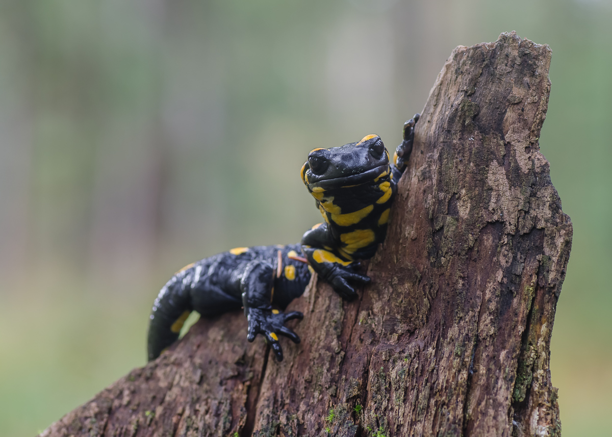 Feuersalamander_Salamandra_salamandra-2.jpg