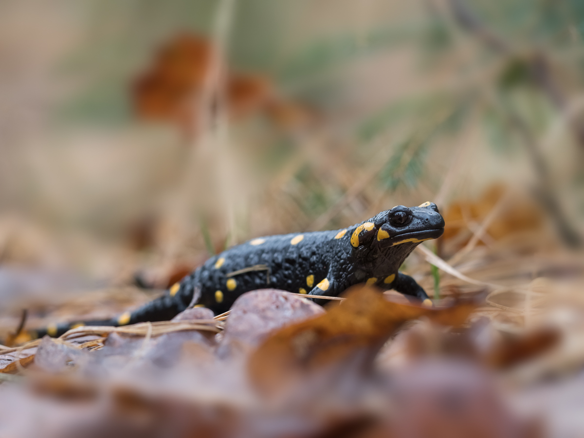 Salamander_30032018-19-Bearbeitet.jpg