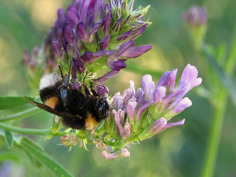 Hummel2.jpg